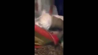 قبائل في افريقيا جرت العاده يدخل ع زوجته أمام الناس سمعها