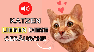 Welche Töne hassen Katzen?