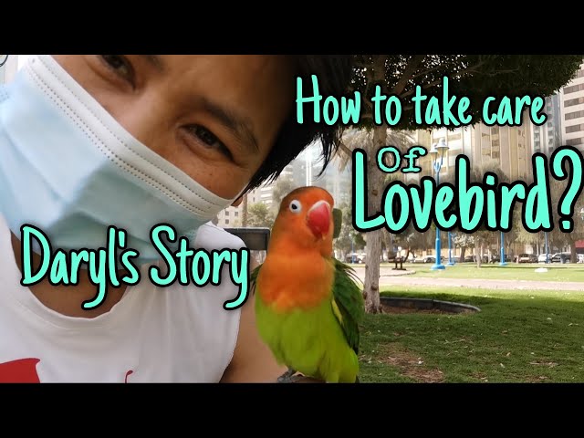 How to take care of Lovebird? ( Daryl's Story ) class=