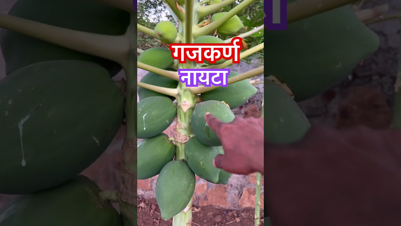 नायटे,गजकर्ण सोपा उपाय. #prakashkachare #rambanupchar #प्रकाशकचरे #गजकर्ण #woundcare