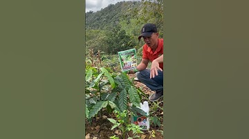 Humic đạm cá trichoderma cho cà phê vào mùa khô