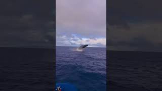 Majestic Humpback Whale's Full Breach on Whale Tour