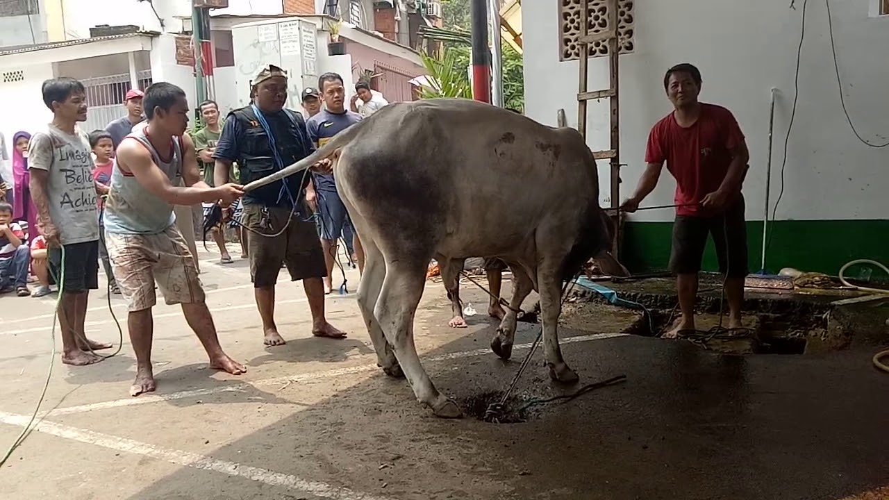 Sapi ngamuk setelah mau dipotong - YouTube