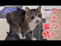 グルメ猫の最近のウエット事情。vol.1556