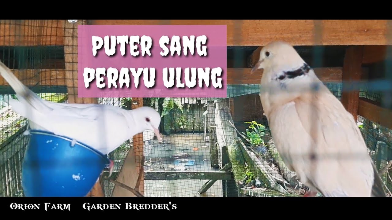 Jantan Puter sang Penakluk Betina Puter putih ALBINO 