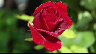 rose flower|for rose lovers|PLeasant video|mind relaxation screenshot 4