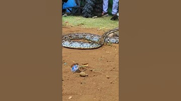 Ngeri can macanan hampir di patok ular piton