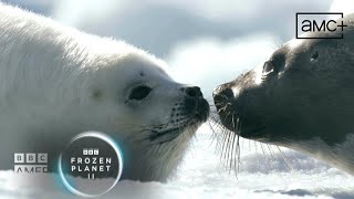 Prepare for an Arctic Spring with a Harp Seal Pup  Frozen Planet II | BBC America