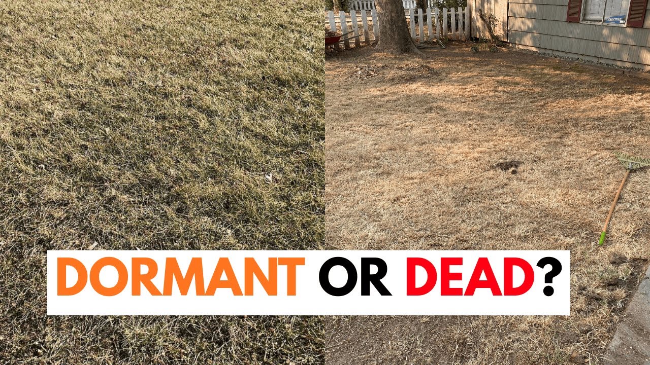 Dormant Grass vs Dead Grass: How to Tell the Difference