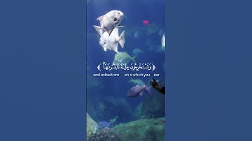 تلاوة من سورة فاطر القارئ الصغير عاصم بلال بني خالد