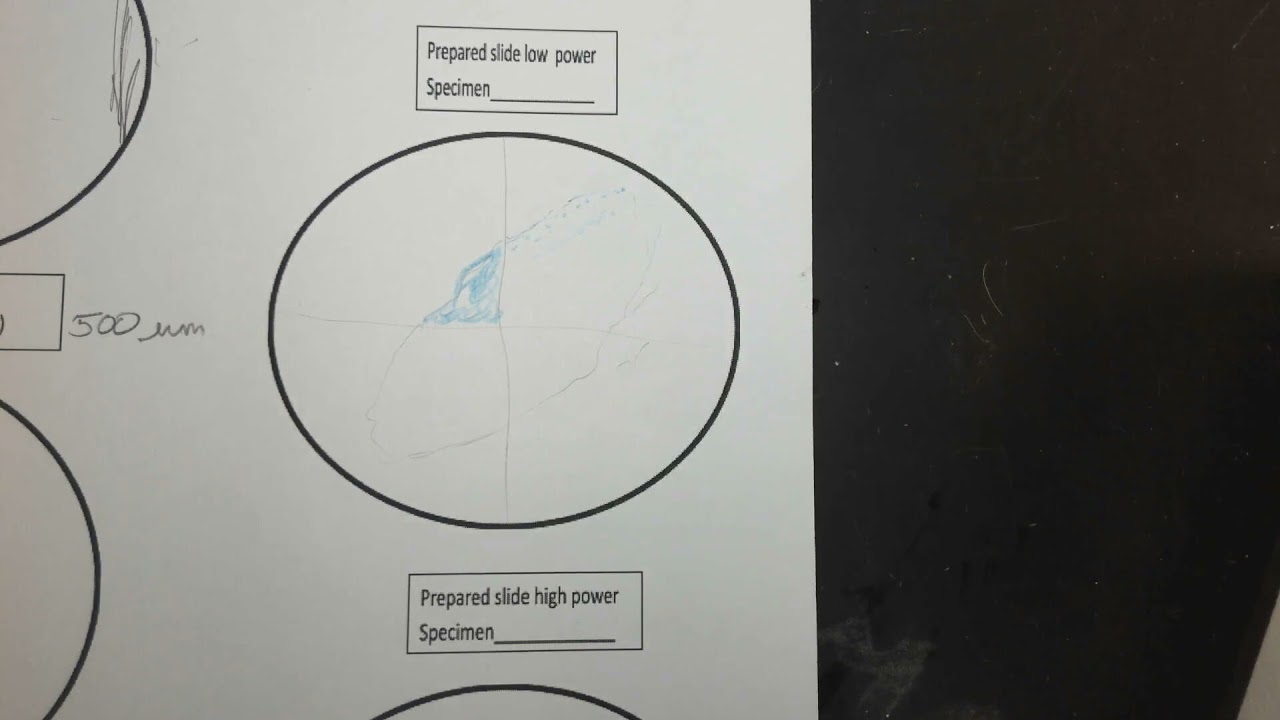 prepared slides for microscope calibration