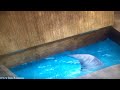 Unstable Fables: The Goldilocks and the 3 Bears Show (2008) - Shark Scene (Camera Vision)