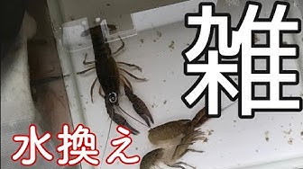 ザリガニ飼育 Youtube