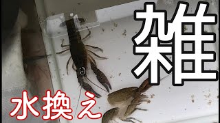 ザリガニの水替え ザリガニ飼育 Youtube ザリガニの水替え ザリガニ飼育 Youtube