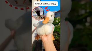 அட கடவுளே 😱 நாயிடம் கடிபட்ட வாத்து 🦆 #rescue #duck #animalrescue