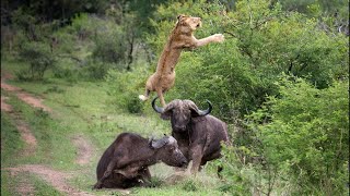 Buffalo Vs Lions Epic Battle in Wildlife | Stronger Buffalo Herd Take Down Lion To Save Fellow