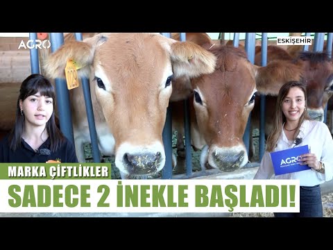 2 Yerli İnekle