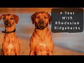 2019 Rhodesian Ridgeback Review
