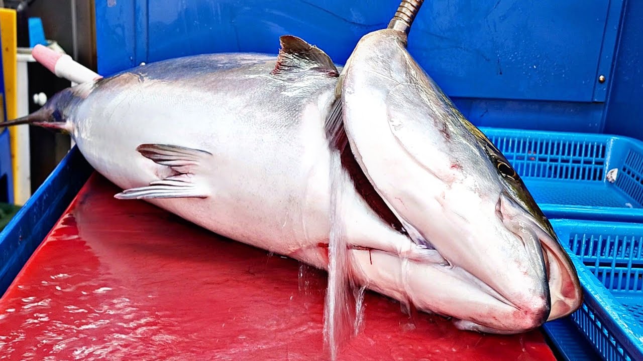 желтохвост.  Техника разделки и разделки рыбы.