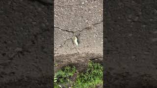 Бой супер гусеницы с шипом на попе против мухи цокотухи
