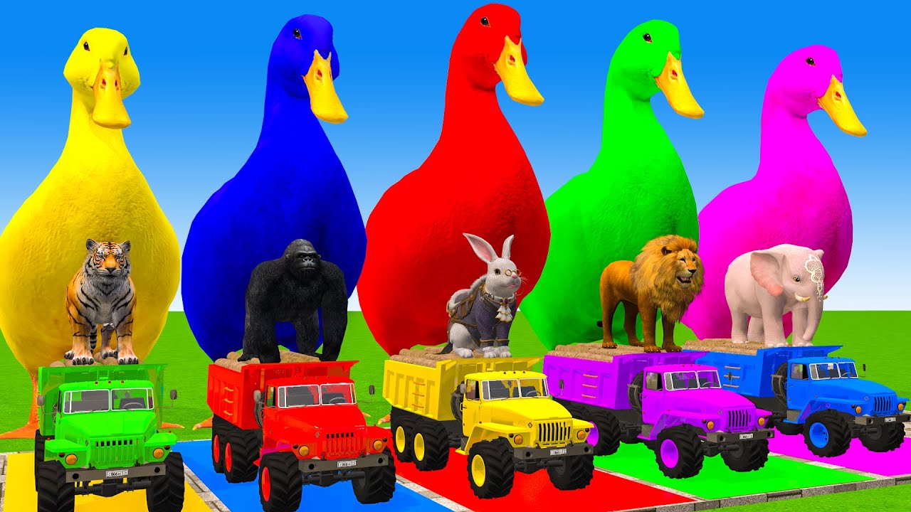 5 Giant Duck Cartoon,Cow,Elephant,Tiger,Lion,Dinosaur,Paint Wild Animals Crossing Fountain Animation