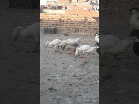 أكل الوزة ولا أكل البطه 