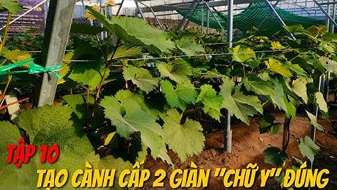 Tập 10: Hướng Dẫn Tạo Cành Cấp 2 Mô Hình Trồng Nho "Giàn Chữ Y" Đúng Cách.