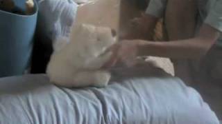 webkinz dance party
