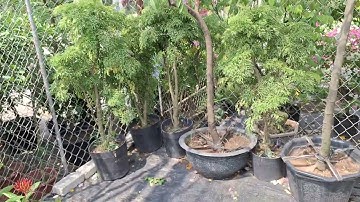 Bán cây đinh lăng giống lá nhỏ 0977973535