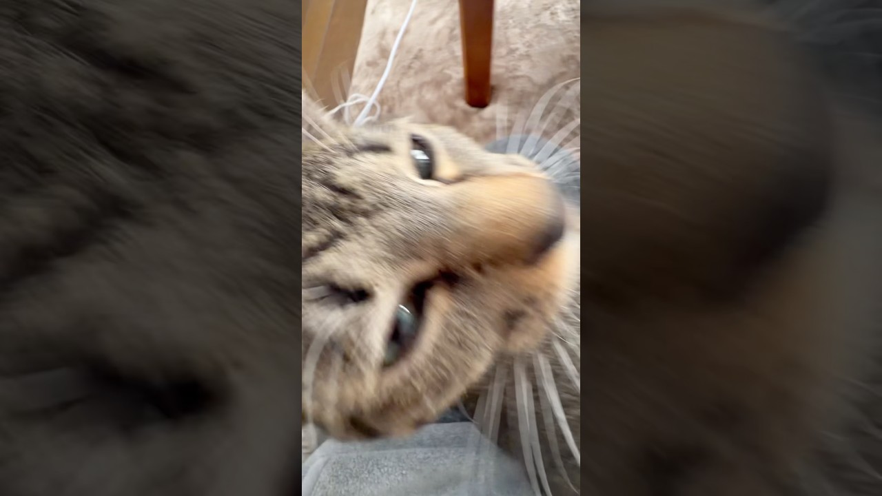 休日はネコとまったり　