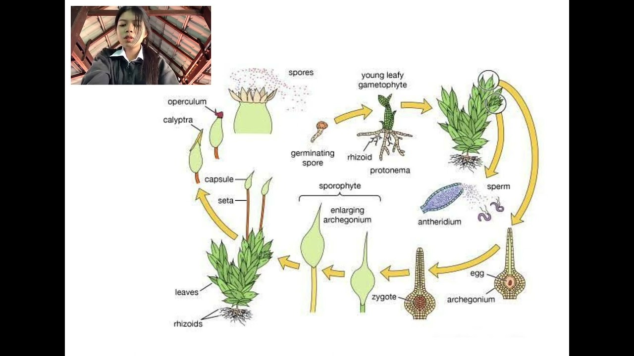 Life cycle of moss