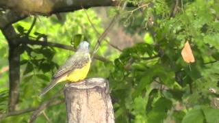 Beautiful yellow bird by Tamara Larissa Maslofski 184 views 10 years ago 51 seconds