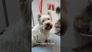 ❄️ Magical Transformation of Snowflake ✂️ West Highland White Terrier Grooming 🐶