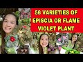 56 VARIETIES OF EPISCIA OR FLAME VIOLET PLANT + EPISCIA or FLAME VIOLET PLANT #varieties #episcia