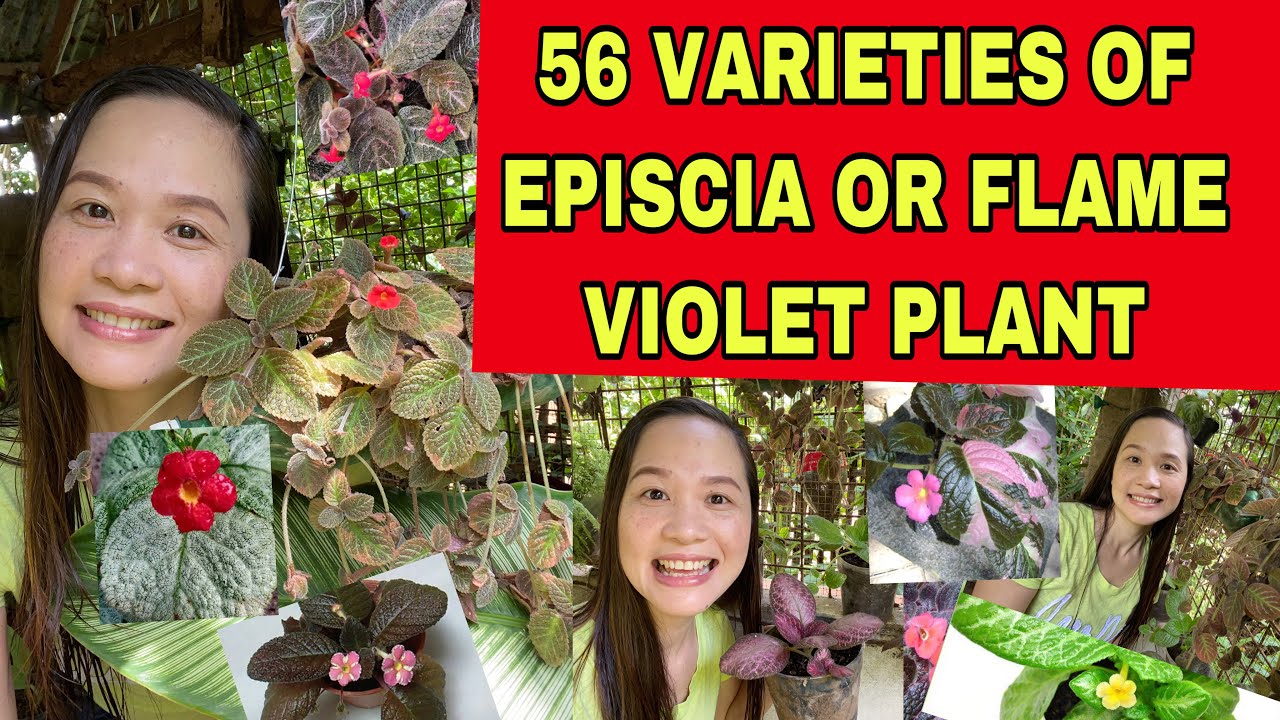 FLAME VIOLET PLANT #varieties #episcia 