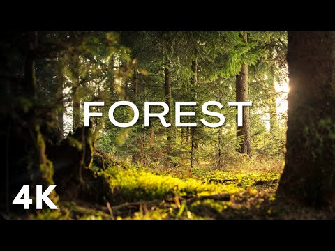 在 YouTube 上观看 Deep Forest Music for Sleep - Relaxing Nature Sounds