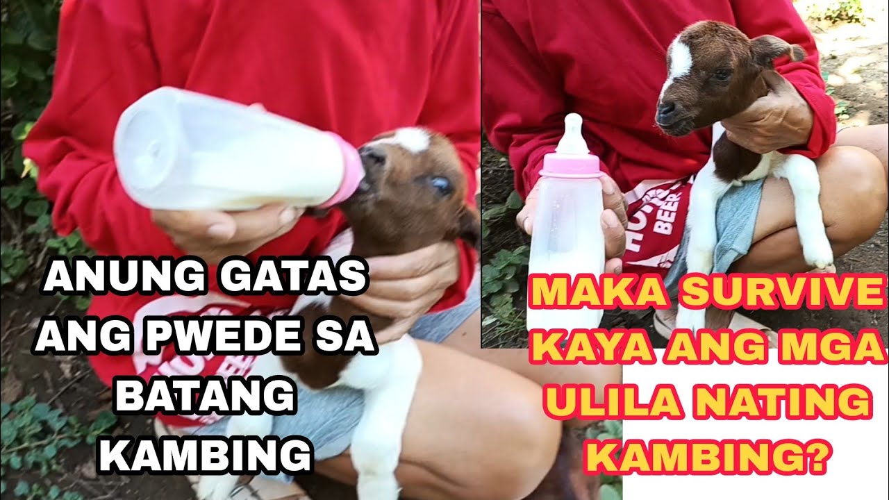 GOAT FARMING PHILIPPINES ANONG GATAS ANG PWEDENG PAINUM SA MGA BATANG KAMBING PAG NAMATAY ANG INAHIN