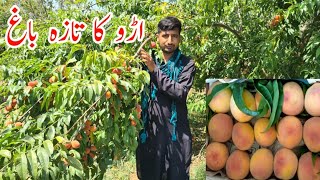 Fresh peach garden ||dadyal Azad kashmir