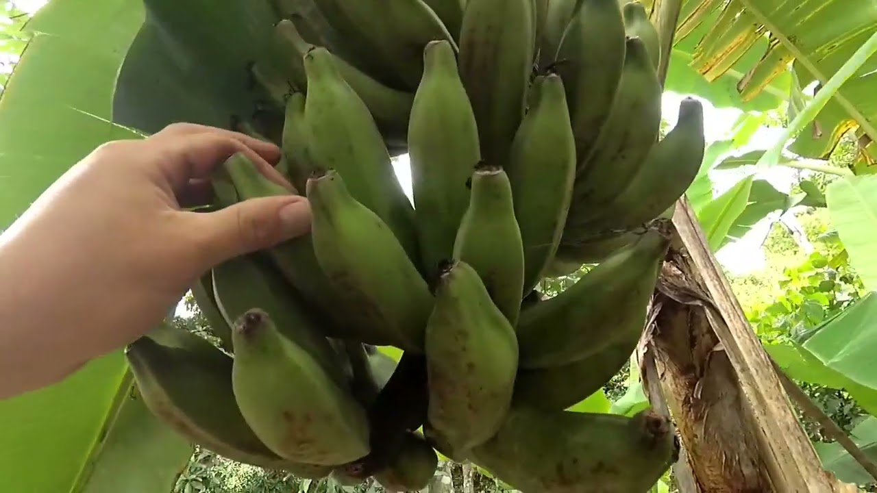 COMO ENGROSSAR BANANA DUAS VEZES MAIS SIMPLES E FÁCIL?