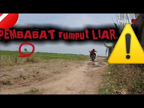 Video: Rumput Liar