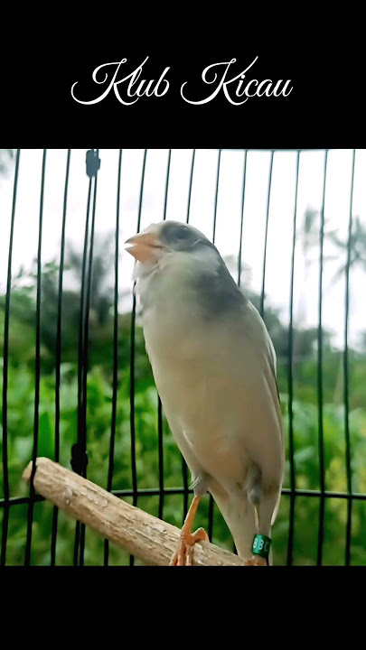 suara burung kenari full isian blackthroat dan sanger