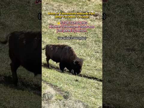 Yellowstone Bison Attack 😳 Tourist Tossed 8 Feet Into the Air | Stay Safe! #bison #yellowstone