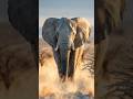seberapa pintar gajah? Faktanya: mereka sadar diri!#faktaunik #FaktaHewan #gajah #faktamenarik #fypシ