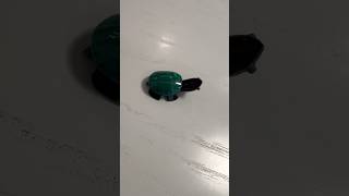 tortoise and turtle @Malachite #Kame no Yakata