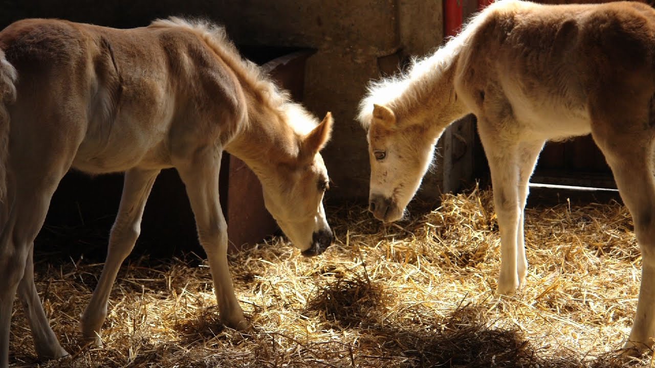 How do I feed the very young horse?