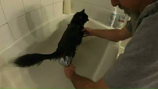 Van Cat **For Cat Fans**  One Eared Goofball Gets a Bath & More by Wander Dano 252 views 3 months ago 14 minutes, 32 seconds