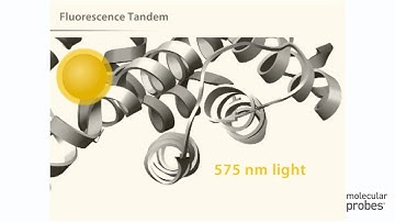 Molecular Probes Tutorial Series—Analyzing Flow Cytometry Data
