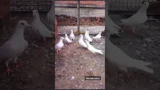 pigeonpigeon pigeon kbootar birds youtubeshorts pigeonlover