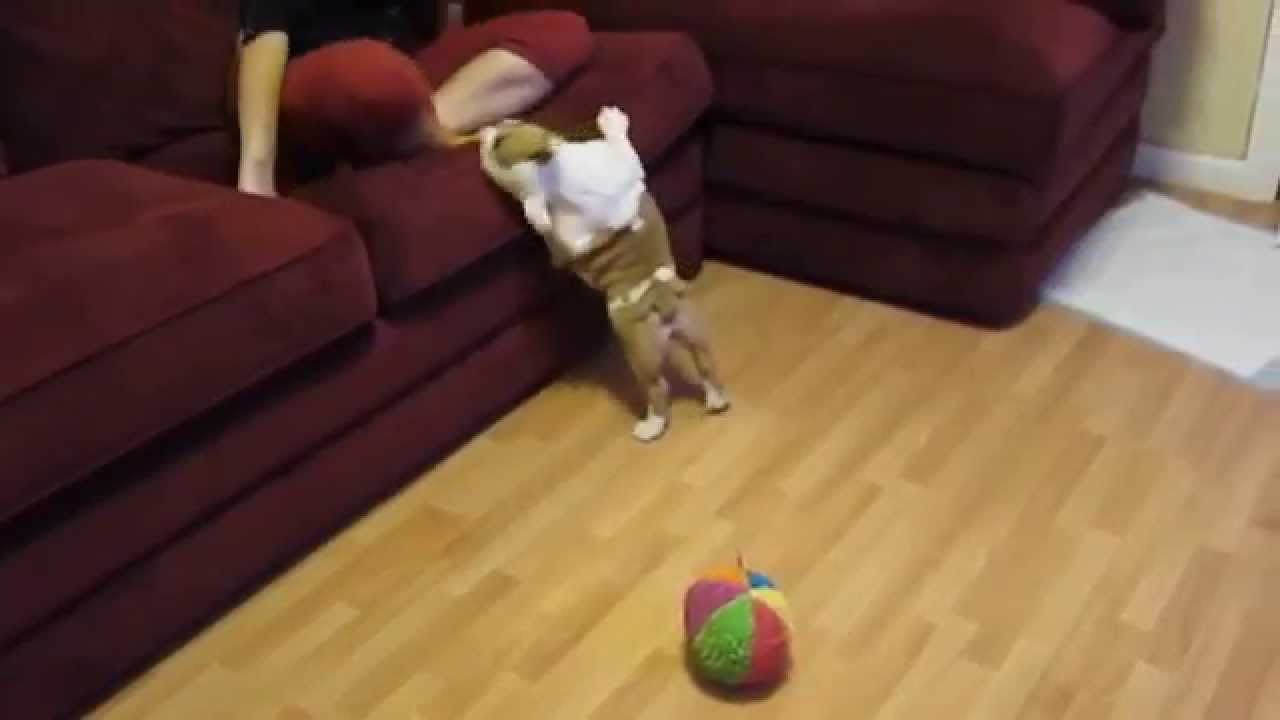 dog jumping on couch