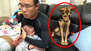 Jealous Dog Doesn't Want To Share His Dad With His New Human Brother by MAI PM 28,284 views 1 month ago 10 minutes, 36 seconds